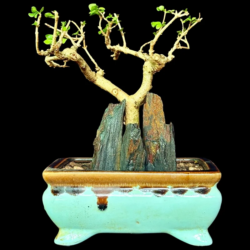 PREMNA MICROPHYLLA